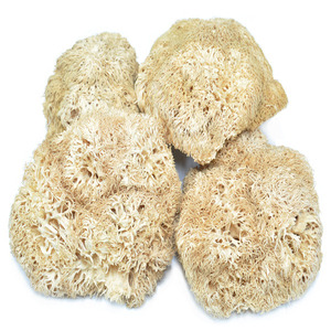 장명식품,노루궁뎅이버섯 500g[국내산/중국산](야마부시버섯,후두고)